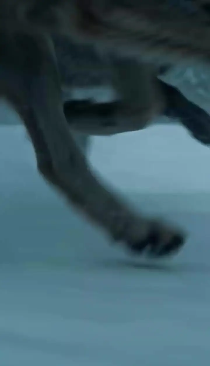 Episode 37 - Love Caught Between Fangs and Claws